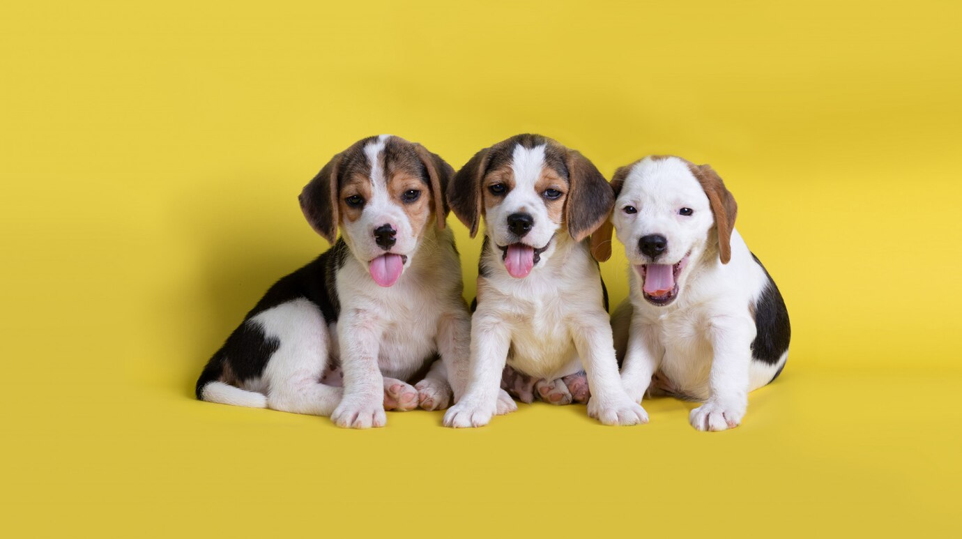 dog cute group beagle puppy sitting panting 1150 18202