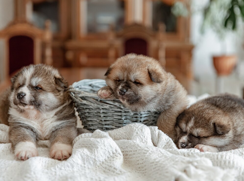 funny newborn puppies sleep near basket blanket 169016 11523